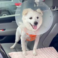Quail Meadow Animal Hospital ico