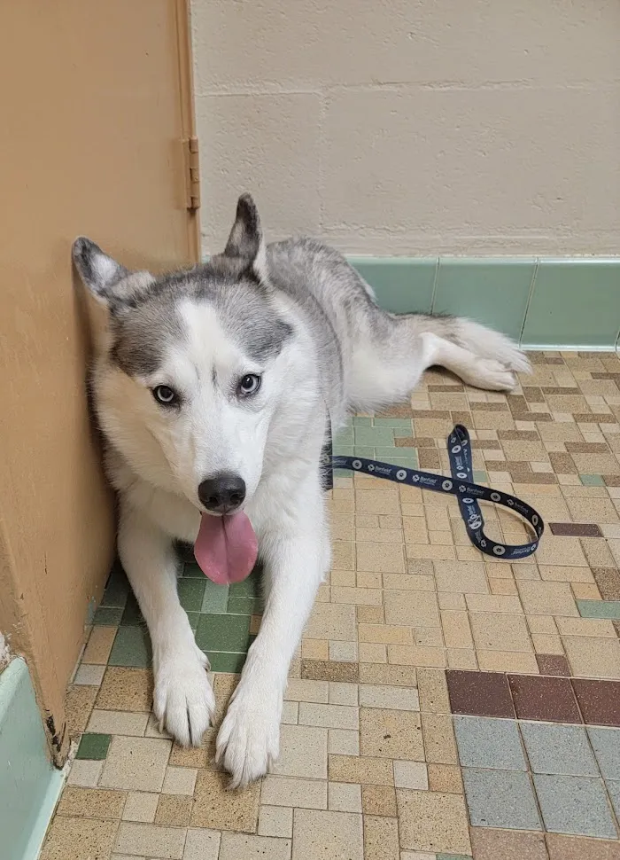 South Ocala Animal Clinic 12