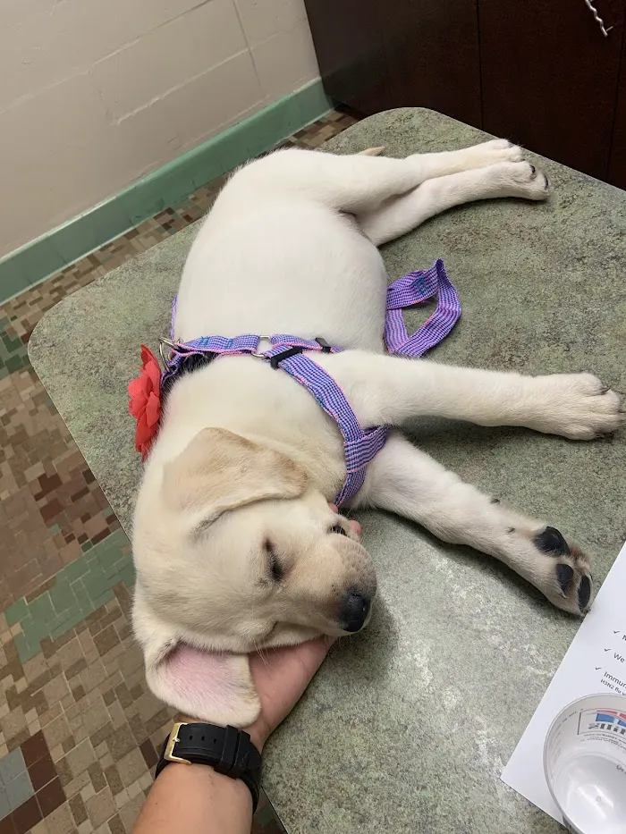 South Ocala Animal Clinic 12