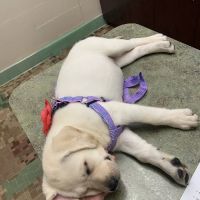 South Ocala Animal Clinic ico