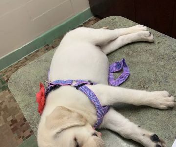 South Ocala Animal Clinic
