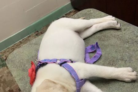 South Ocala Animal Clinic