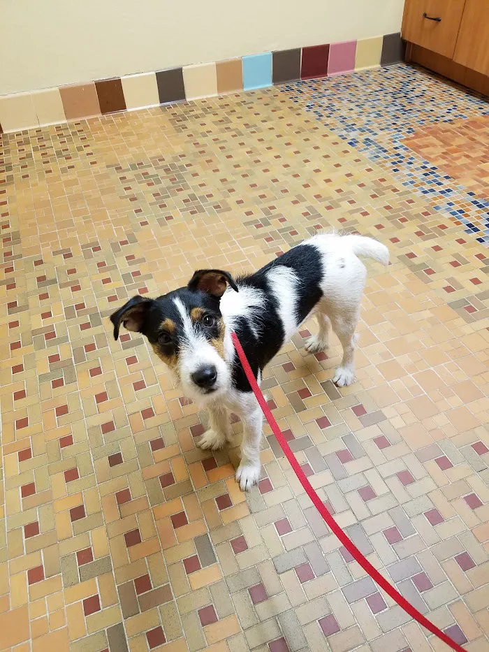 South Ocala Animal Clinic 12