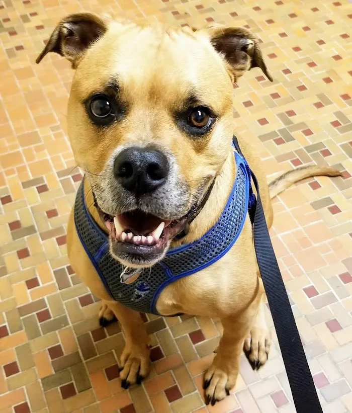 South Ocala Animal Clinic 12