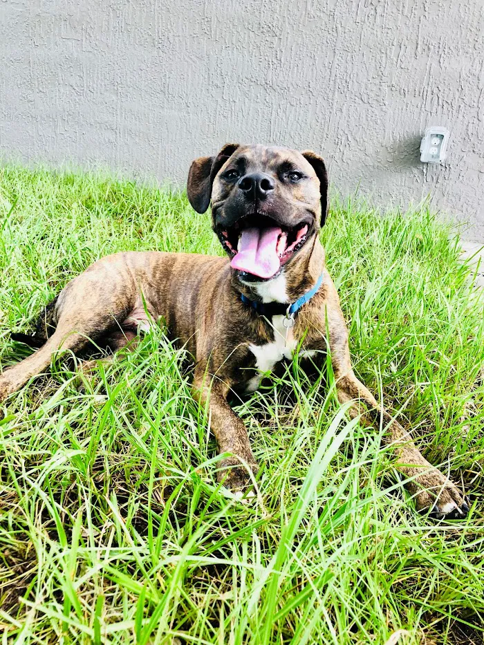 South Ocala Animal Clinic 12