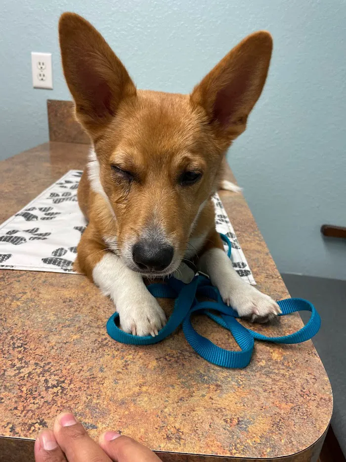 South Ocala Animal Clinic 12