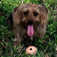 Southwest Ocala Veterinary Hospital ico