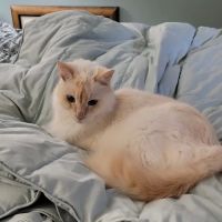Town & Country Animal Hospital ico