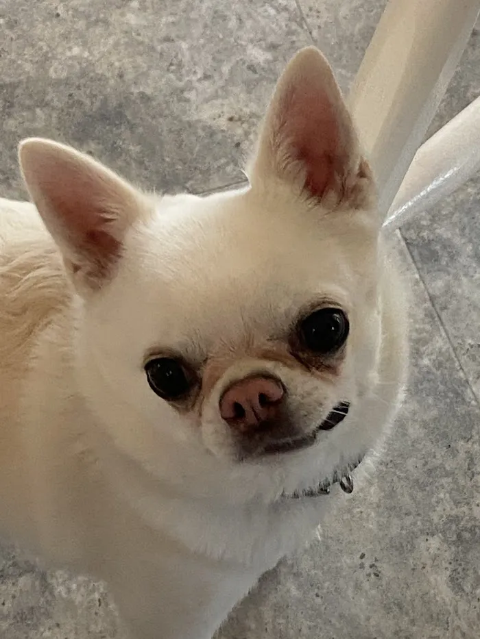 Town & Country Animal Hospital 7