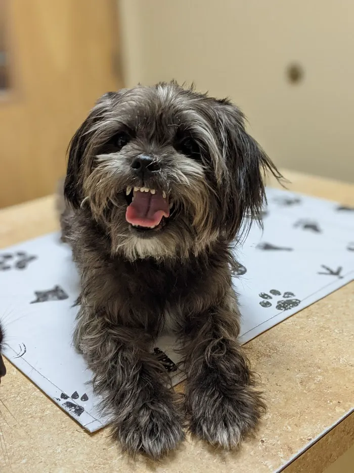 Town & Country Animal Hospital 5