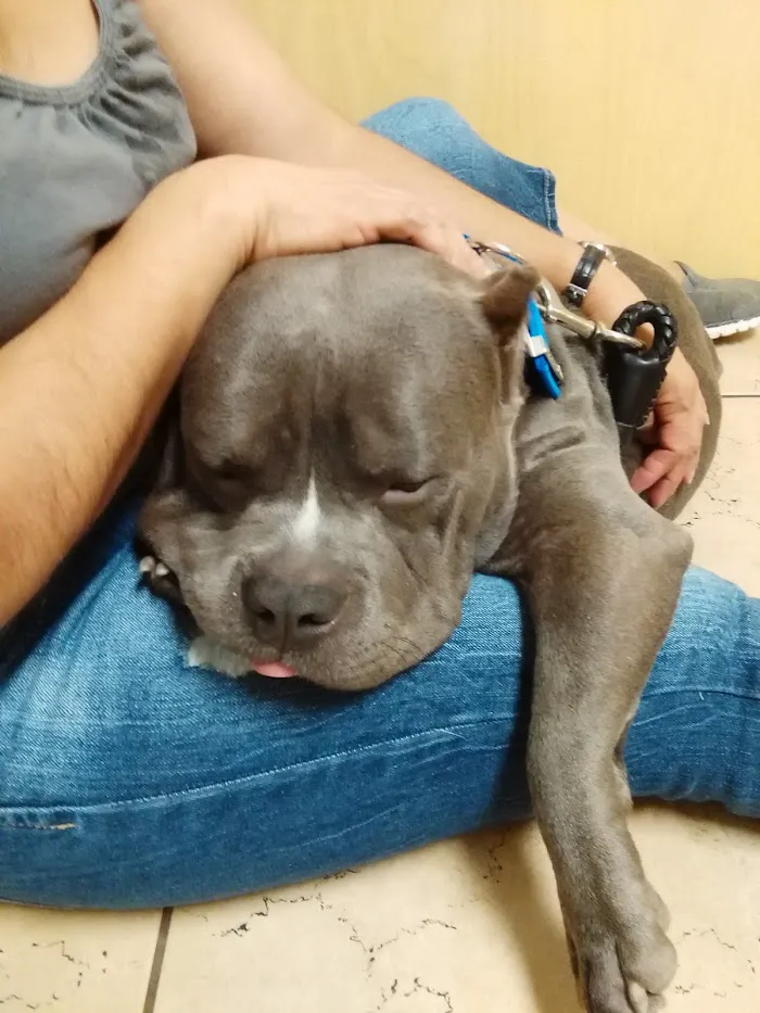 Town & Country Animal Hospital 8