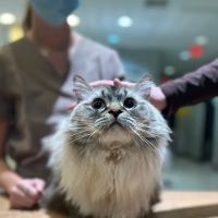 Stone Ridge Animal Hospital ico