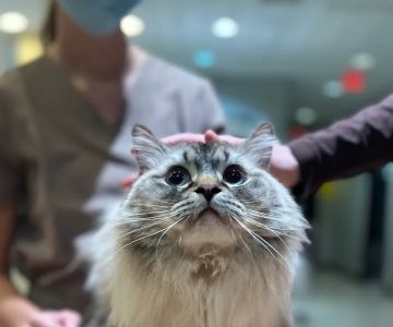 Stone Ridge Animal Hospital