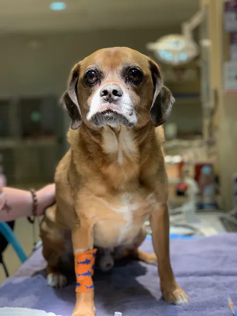 Stone Ridge Animal Hospital 12