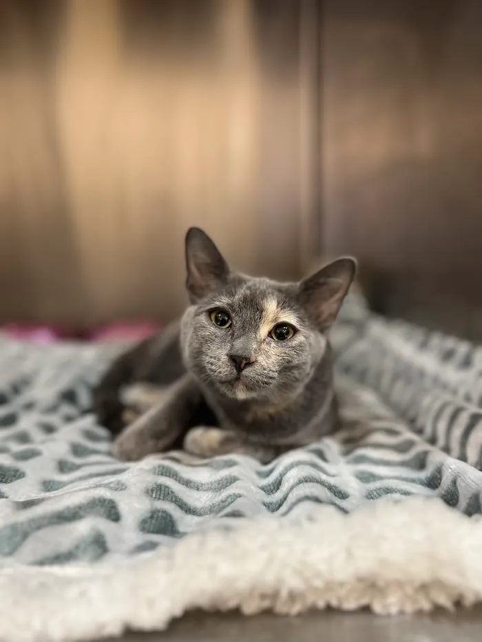 Stone Ridge Animal Hospital 12