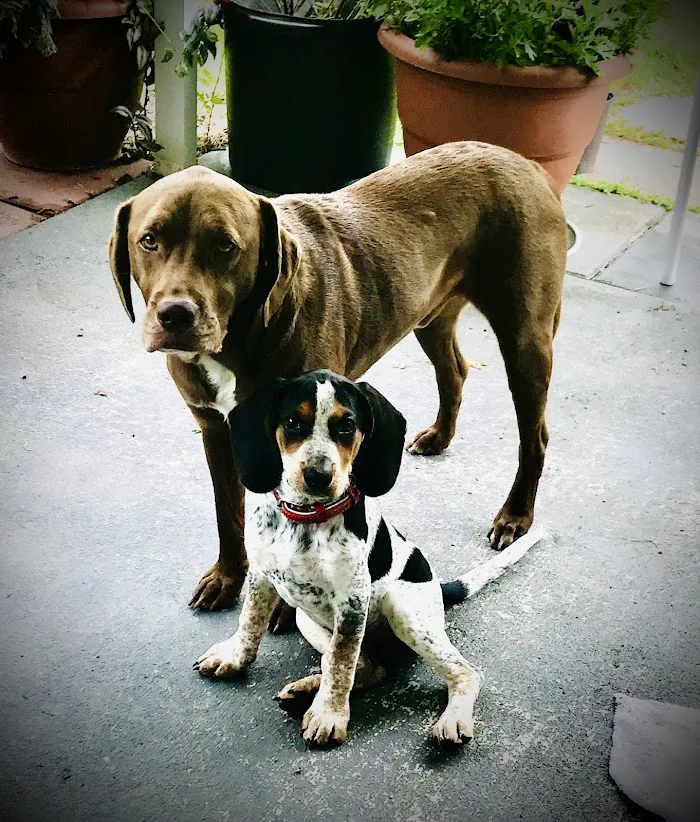 A Family Veterinarian 12