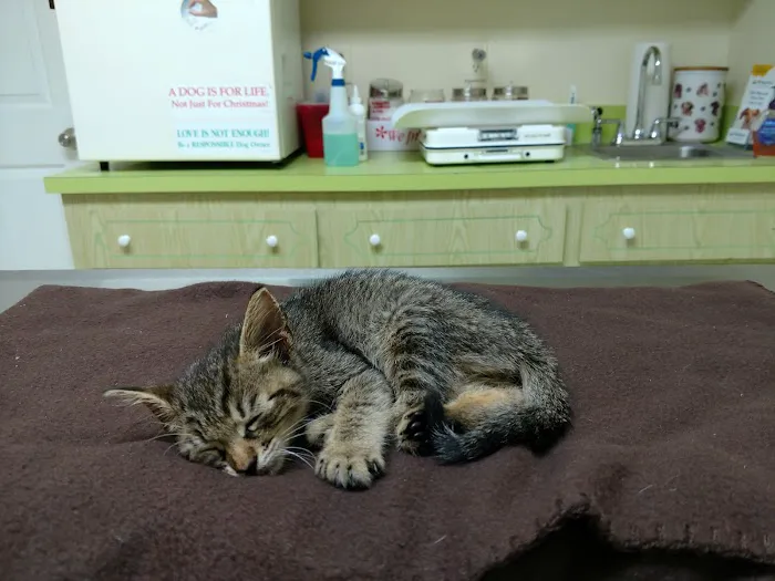 Paddock Park Animal Care Center 12