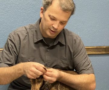 Access Veterinary Care