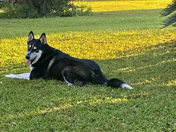 Ocala Veterinary Hospital 12