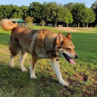Ocala Veterinary Hospital ico