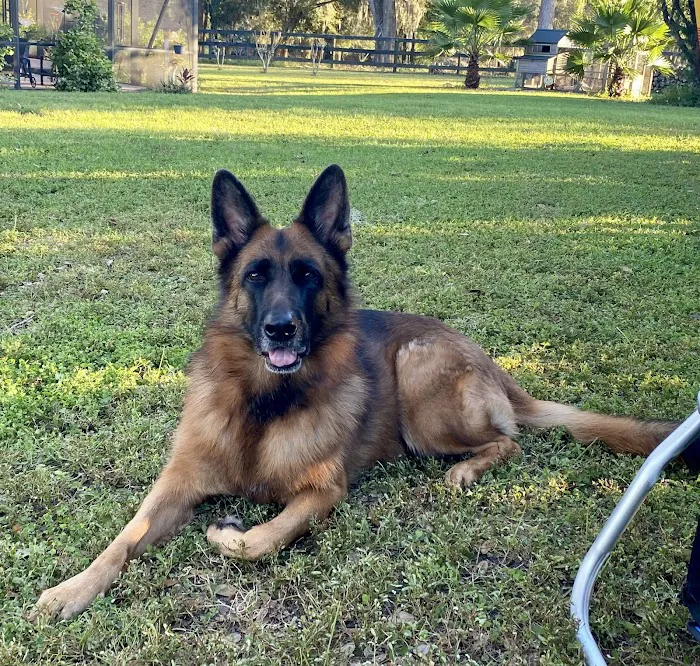 Ocala Veterinary Hospital 12