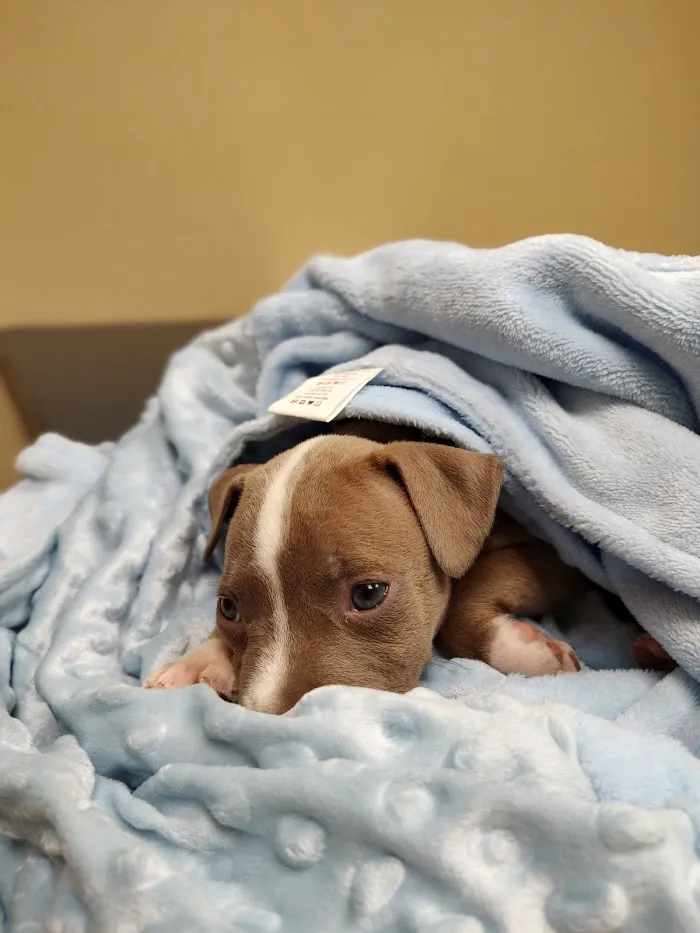 Ocala Veterinary Hospital 12