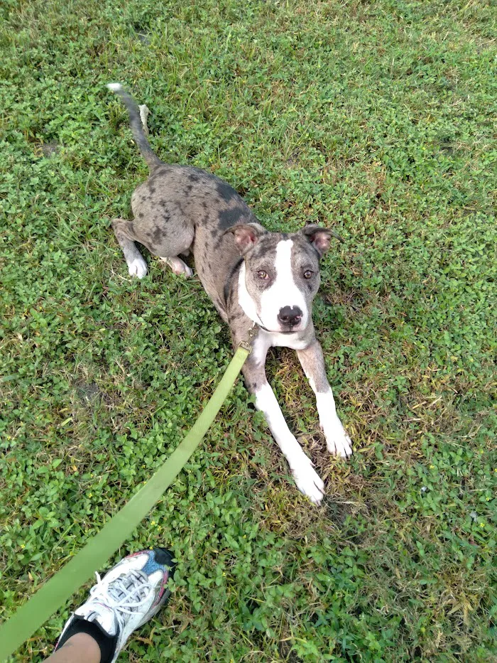 Ocala Veterinary Hospital 12