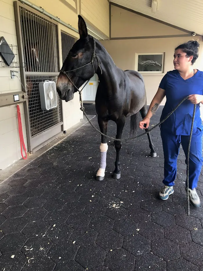 Performance Equine Veterinary Services 12