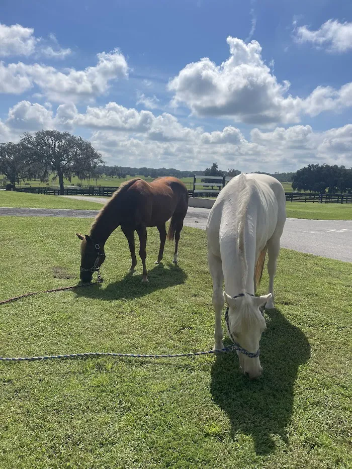 Performance Equine Veterinary Services 12