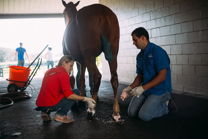 Performance Equine Veterinary Services 12