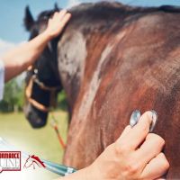 Performance Equine Veterinary Services ico