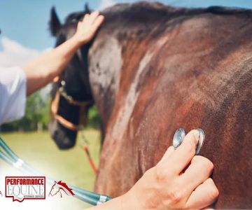 Performance Equine Veterinary Services