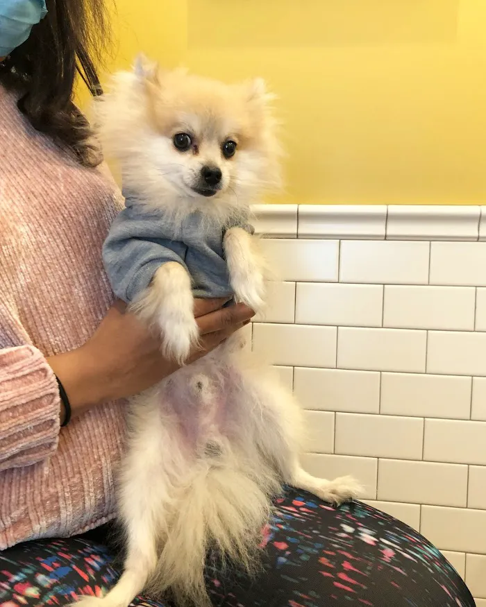 Oz Animal Hospital Rogers Park 12