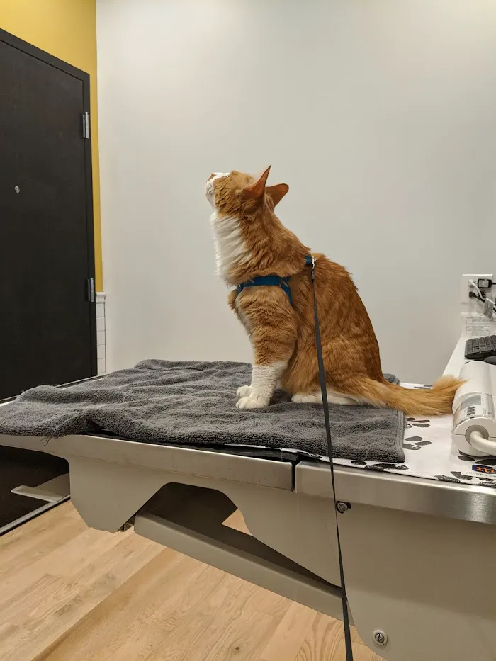 Oz Animal Hospital Rogers Park 12