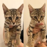 Oz Animal Hospital Rogers Park ico