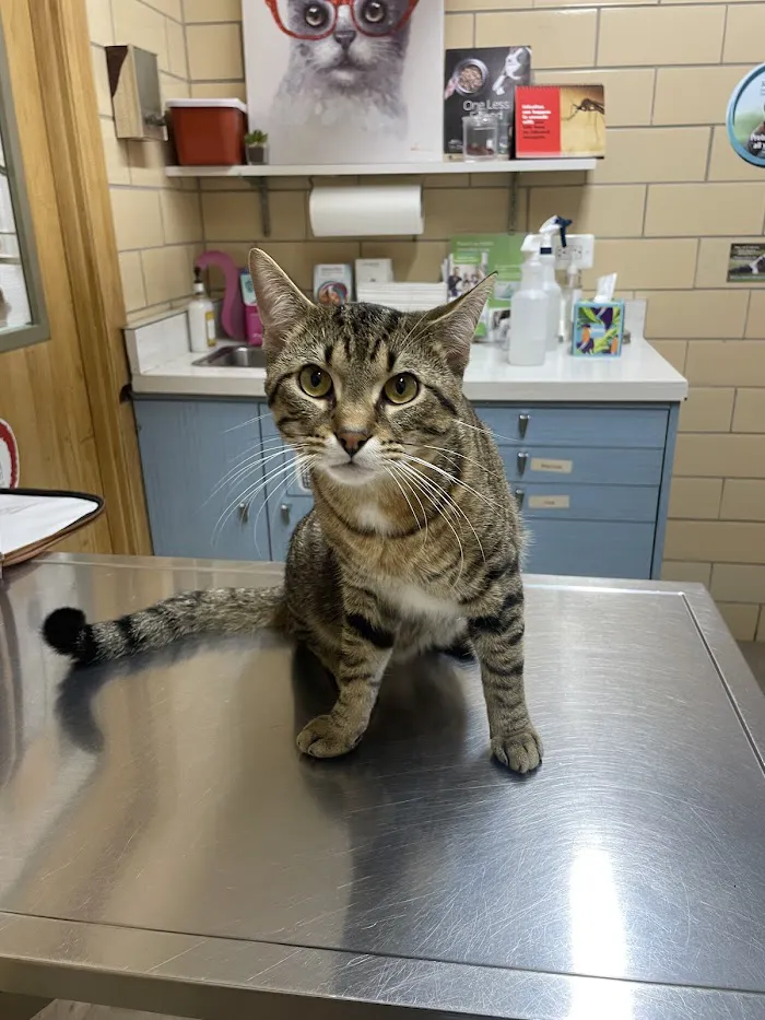 Animal Hospital of Western Springs 12