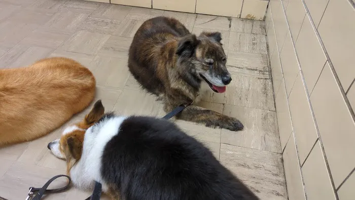 Animal Hospital of Western Springs 12