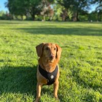 Elmwood Grove Animal Hospital ico