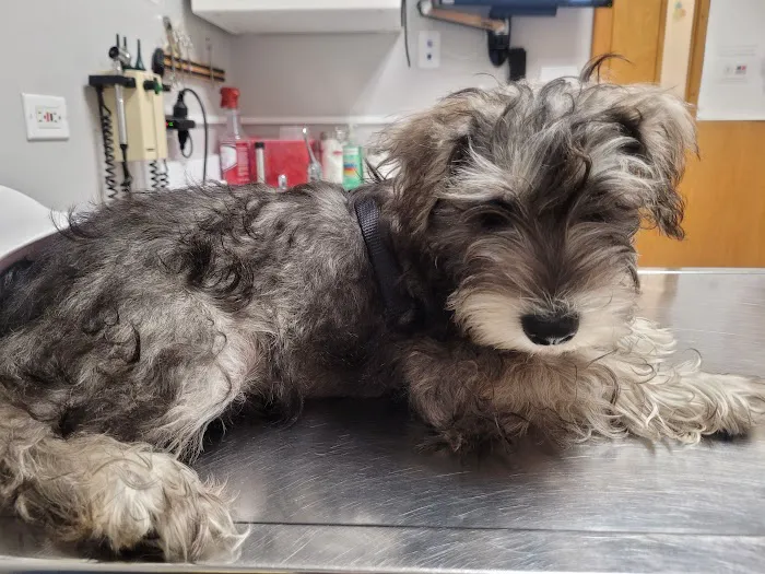 Elmwood Grove Animal Hospital 12
