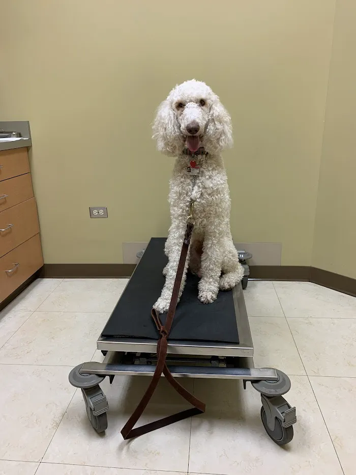Northlake Animal Hospital 12