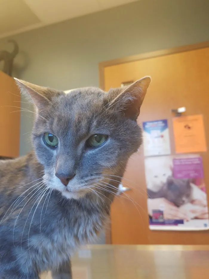 Northlake Animal Hospital 12