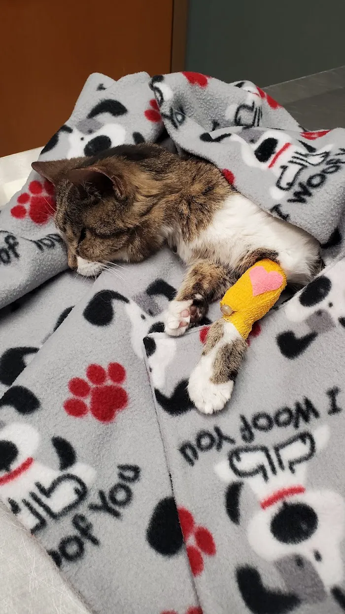 Northlake Animal Hospital 12