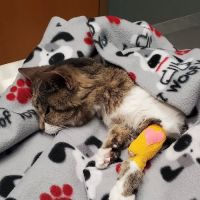Northlake Animal Hospital ico