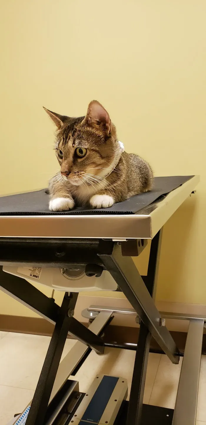 Northlake Animal Hospital 12
