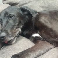VCA Franklin Park Animal Hospital ico