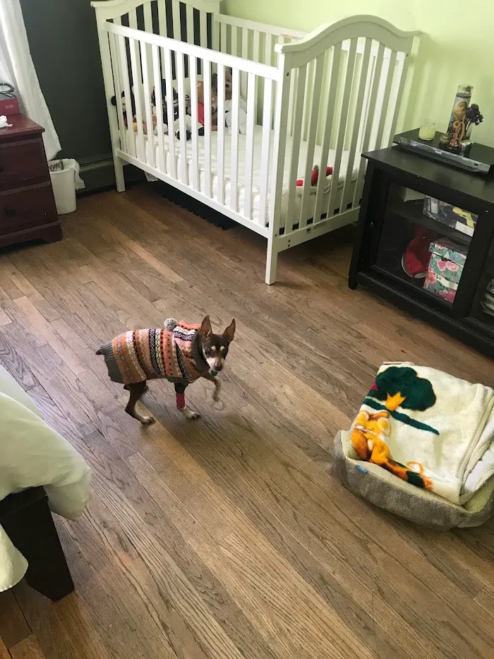 VCA Franklin Park Animal Hospital 12