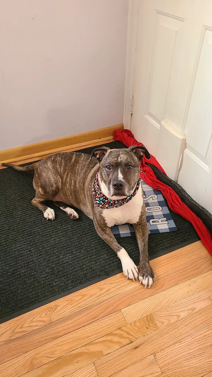 VCA Franklin Park Animal Hospital 12