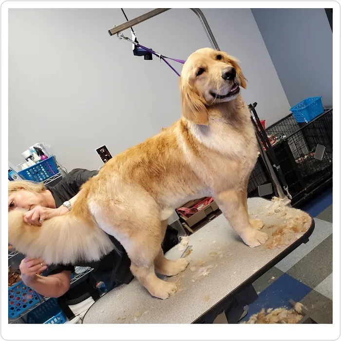 Companion Animal Hospital Oak Park 12