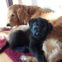 Prairie State Animal Hospital ico