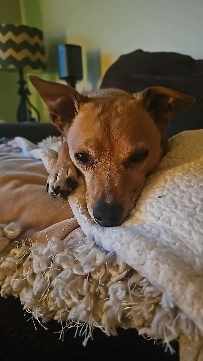 VCA Boone Animal Hospital 12